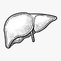 Liver Cancer